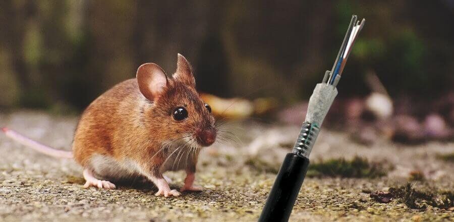 Rats mangeant des protections de câble à fibre optique